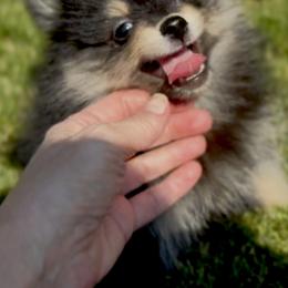 Pomeranian Puppies from Cream Puffs Pomeranians