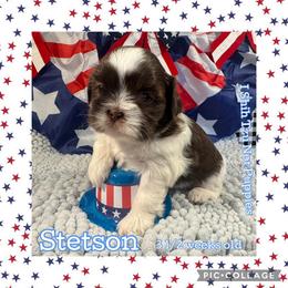 Stetson - Liver and white male Shih Tzu puppy in Beatrice, Nebraska from I Shih Tzu Not Puppies