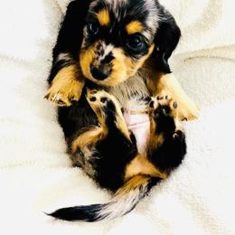 Dachshund Puppies from Meldox