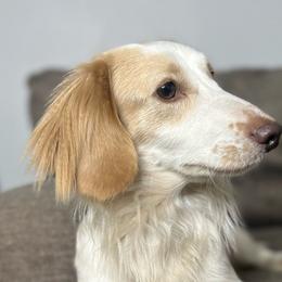 Ollie - Dachshund
