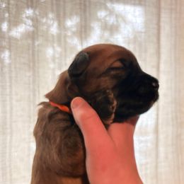 Boy 4 - Wheaten male Soft Coated Wheaten Terrier puppy in Fowler, Ohio from Warzalas wheatens