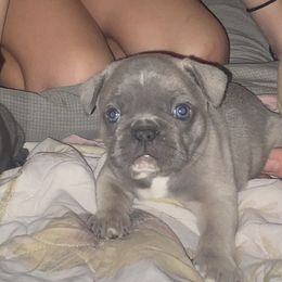 French Bulldogs from Clinton’s Frenchies