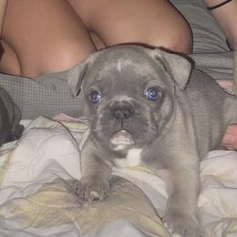 French Bulldogs from Clinton’s Frenchies