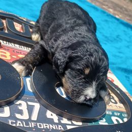 Gunner Gray - Black and white male Bernedoodle puppy in Delphos, Ohio from Route 66 Poodles & Doodles, Sapphire Shih-tzu's of Ohio