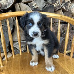 Chai - Black tri-color female Australian Shepherd puppy in Hillsboro, Oregon from Delaney's Australian Shepherds