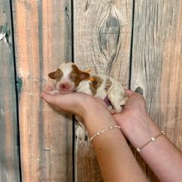 Orange - Red male Cavapoo puppy in Calhoun, Georgia from Happy Top Doodles