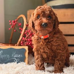 Girl 2 - female Goldendoodle puppy in Oxford, Pennsylvania from FriendlyPals