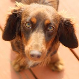 Dachshunds from Doggy Style Acres