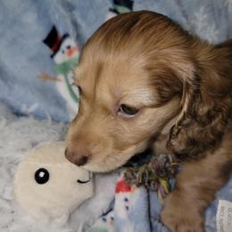 Snowflake.  (Non Dapple) - Sable female Dachshund puppy in Terlton, Oklahoma from CLARK'S BREEDING PROGRAM