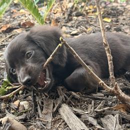 Dachshund Puppies from Shelby Stewart