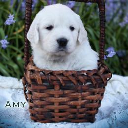 Amy - Light golden female Golden Retriever puppy in Scio, Oregon from Webb's Wold Kennels