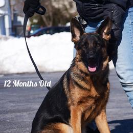 Mika - German Shepherd