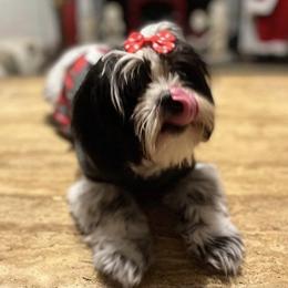French Bulldogs and Shih Tzus from Frannie and Annie Shih Tzu Babies