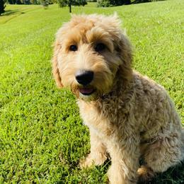 Ellie - Australian Labradoodle