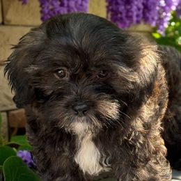 Max - Black and white male Shihpoo puppy in Oklahoma from Rocky Oak Cavaliers & Biewer Terriers LLC