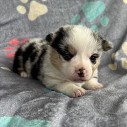 Betsy - Blue merle and white female American Corgi puppy in Payson, Illinois from Creek Farm Corgis