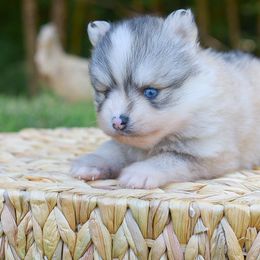 Envy - Silver and white female Pomsky puppy in Coos Bay, Oregon from Ocean View Pomskies