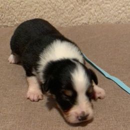 Australian Shepherd Puppies from Virginia Australian Shepherds