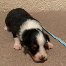 Australian Shepherd Puppies from Virginia Australian Shepherds