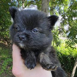 Glenda - Brindle female Pomeranian puppy in Hooksett, New Hampshire from Granite State Pomeranians