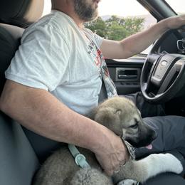 Anatolian Shepherd Dog Puppies from Mcginnis Guardian Dogs