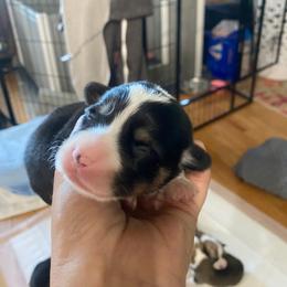 Amy - Black and tan female Pembroke Welsh Corgi puppy in New Richmond, Wisconsin from 10 Mile Creek Farms