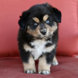 Australian Shepherd, Miniature American Shepherd, and Miniature Australian Shepherd Puppies from Painted Blue Aussies