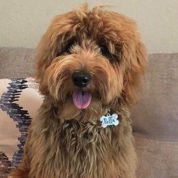 Goldendoodles from Gillian Schwartz's Goldendoodles