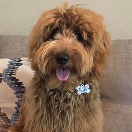 Goldendoodles from Gillian Schwartz's Goldendoodles