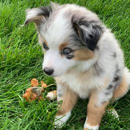 Miniature Australian Shepherds and Toy Australian Shepherds from Stellar Little Aussies