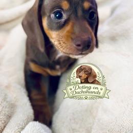 Rhea - Chocolate and tan female Dachshund puppy in Petersburg, Virginia from Doting on Dachshunds