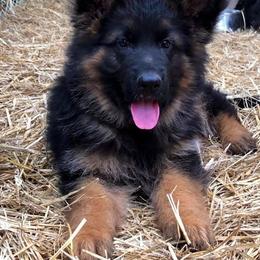 German Shepherd Puppies from Tabor Springs GSD