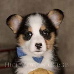 American Corgi and Pembroke Welsh Corgi Puppies from High Cotton Corgis