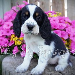 Girl 2 - Black white and tan female English Springer Spaniel puppy in Great Falls, Montana from Big Sky Springers