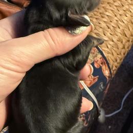 Colette - Black and tan female Dachshund puppy in Batavia, Illinois from Sandra's Dachshunds