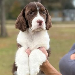 Leon - Liver and white male English Springer Spaniel puppy in Las Vegas, Nevada from Legacy
