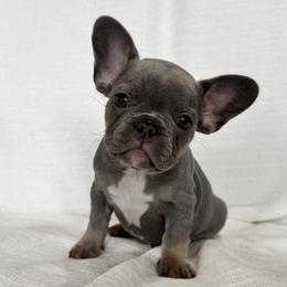 Girl 1 - Tricolors female French Bulldog puppy in Walnut, California from Flores Frenchies