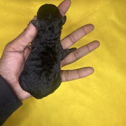 Artemis III (Champion Bloodline AKC) - Black male Poodle puppy in Chattanooga, Tennessee from SoftPaw Kennels
