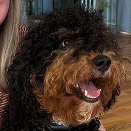Nash - Bernedoodle