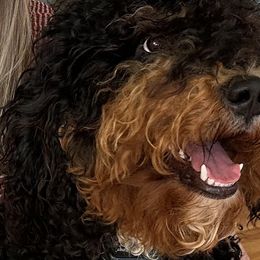 Nash - Bernedoodle