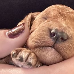 Goldendoodles from Henriquez Puppies