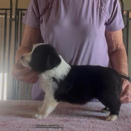 Boy 5 - Black male Border Collie puppy in Farmersville, Texas from Omegamtn Border Collies