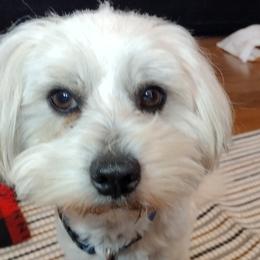 Molly - Coton de Tulear