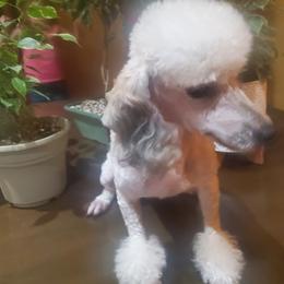 Poodle All Grown Up from Keta Young