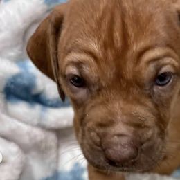 Rhodesian Ridgebacks from Delmar Ridge Kennels