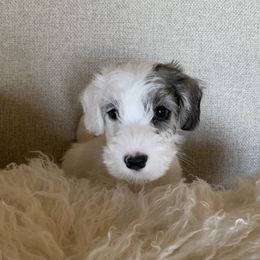 Sealyham Terrier Puppies from Thistle and Rock Sealyham Terriers