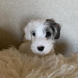 Sealyham Terrier Puppies from Thistle and Rock Sealyham Terriers