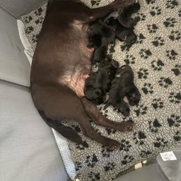 Boy 3 - Black male Labrador Retriever puppy in Menifee, California from The Golden Leash Kennels