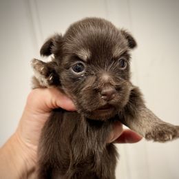 Sweet Cocoa - Chocolate female Havanese puppy in Lancaster, South Carolina from 3 Bs Havanese-PUPPIES with  PURPOSE
