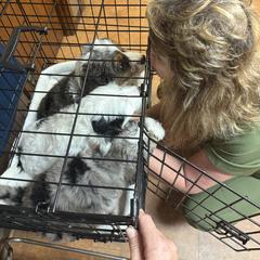 Australian Mountain Doodle and Bernedoodle Puppies from Boxwood Doodles